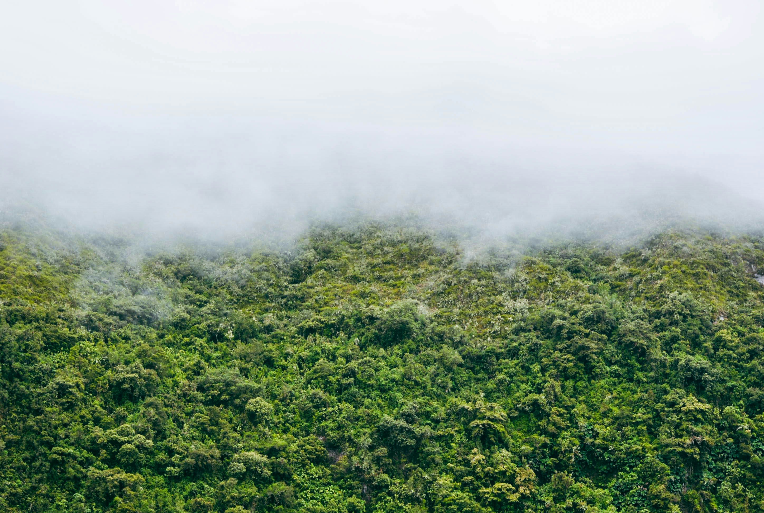Ecuador Cloud Forest