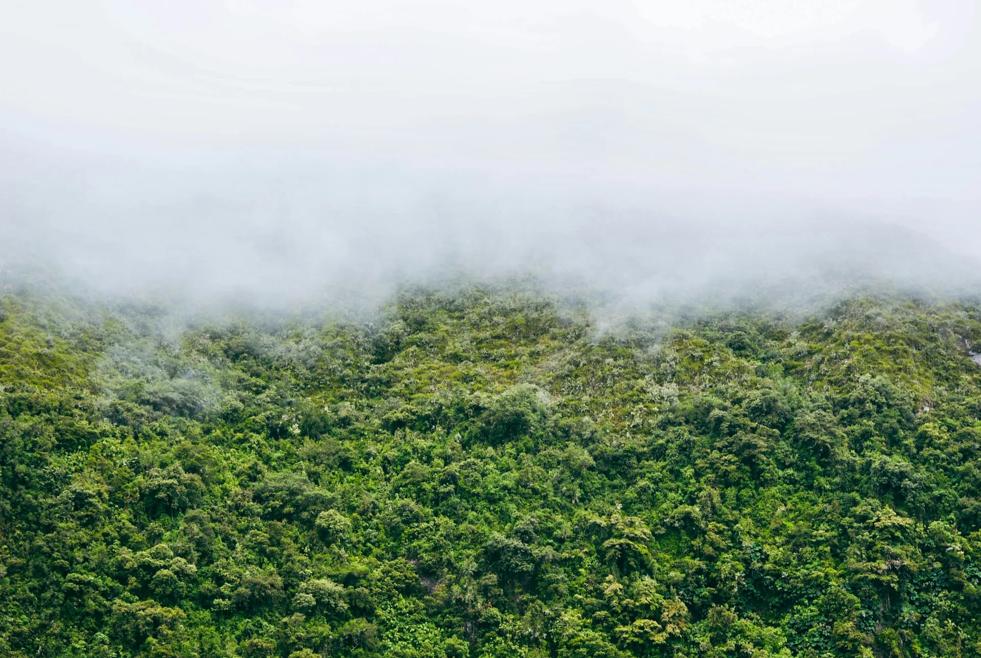 Ecuador Cloud Forest