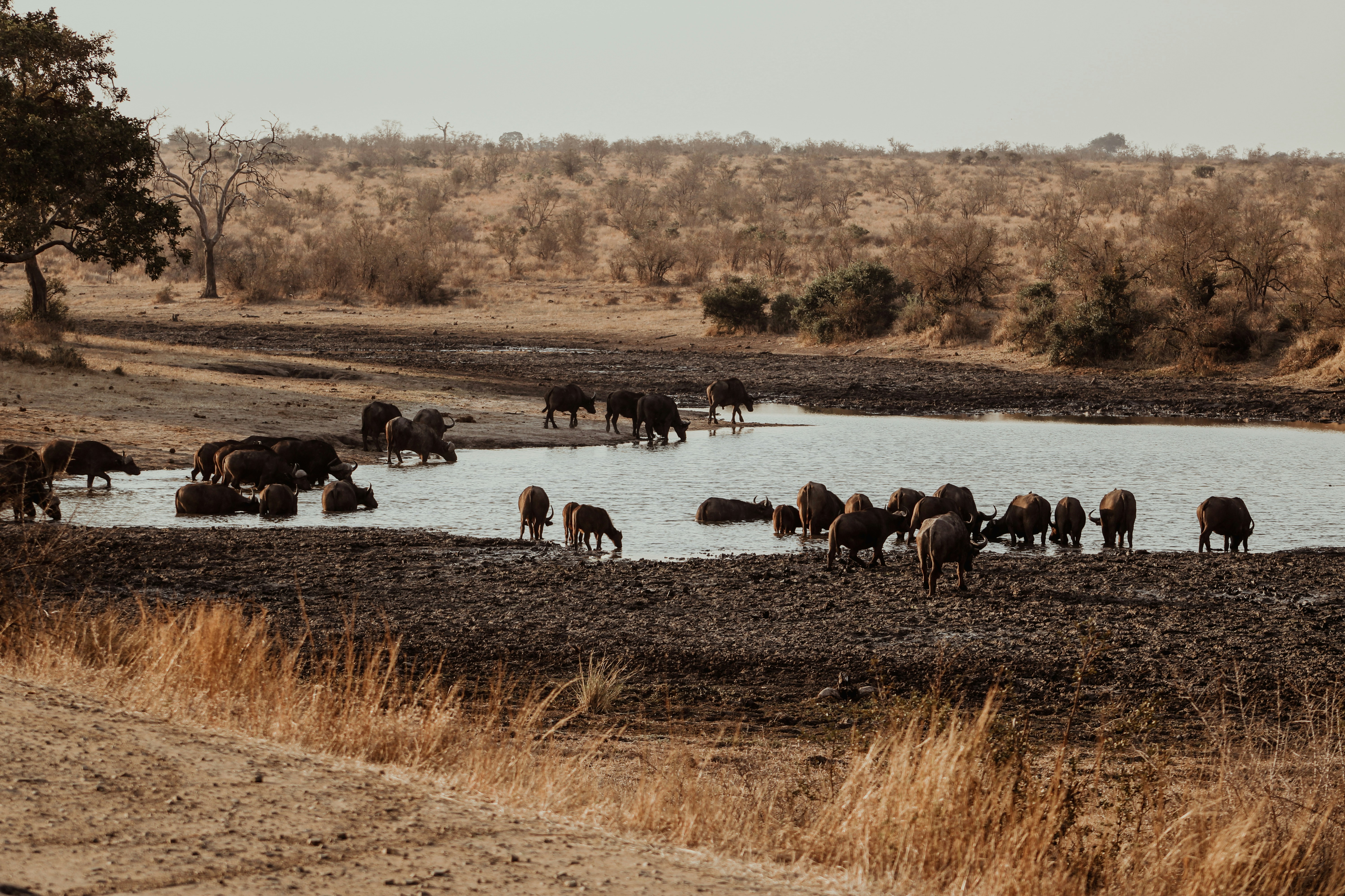 Greater Kruger, South Africa
