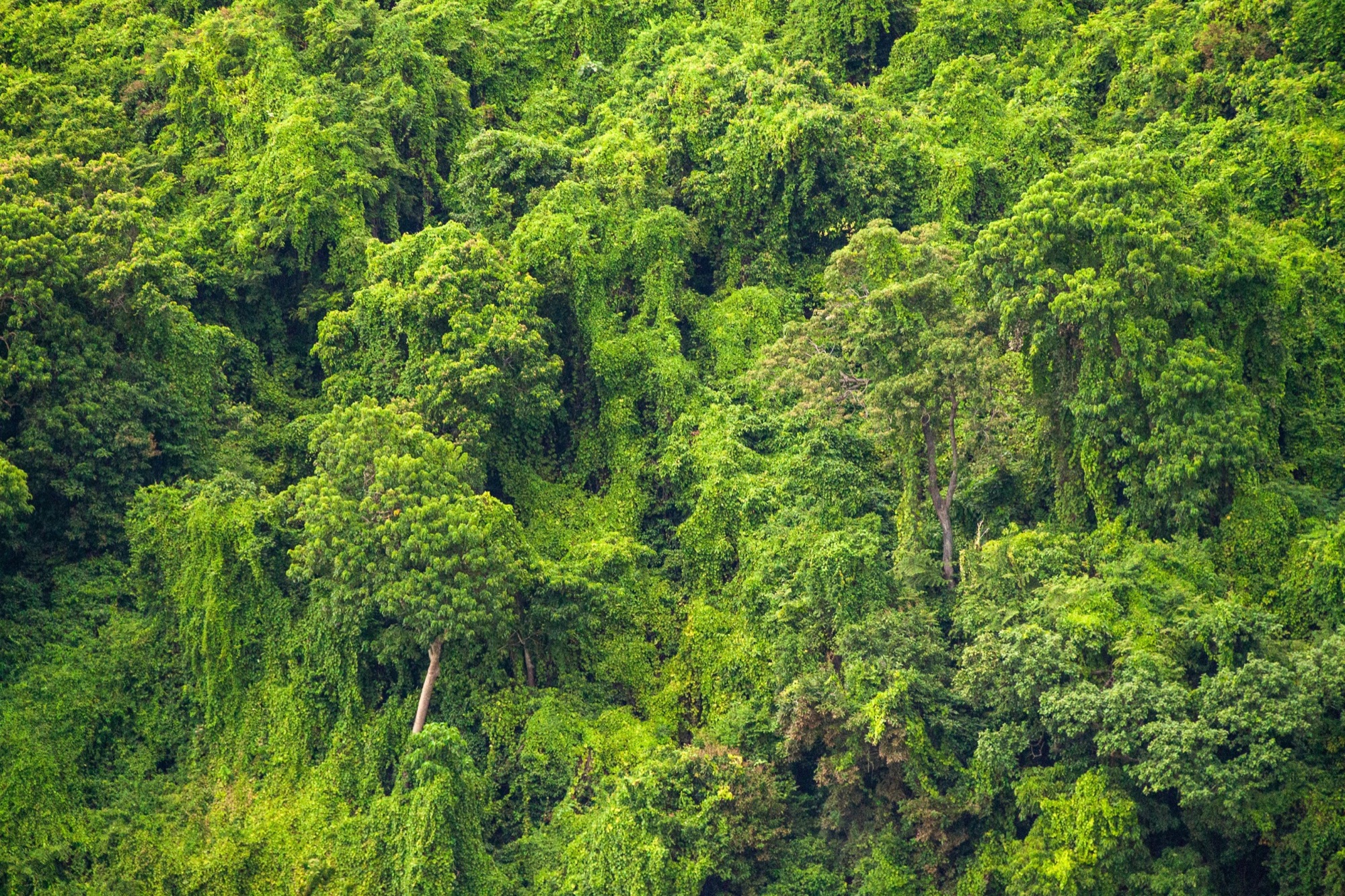 Nature landscape