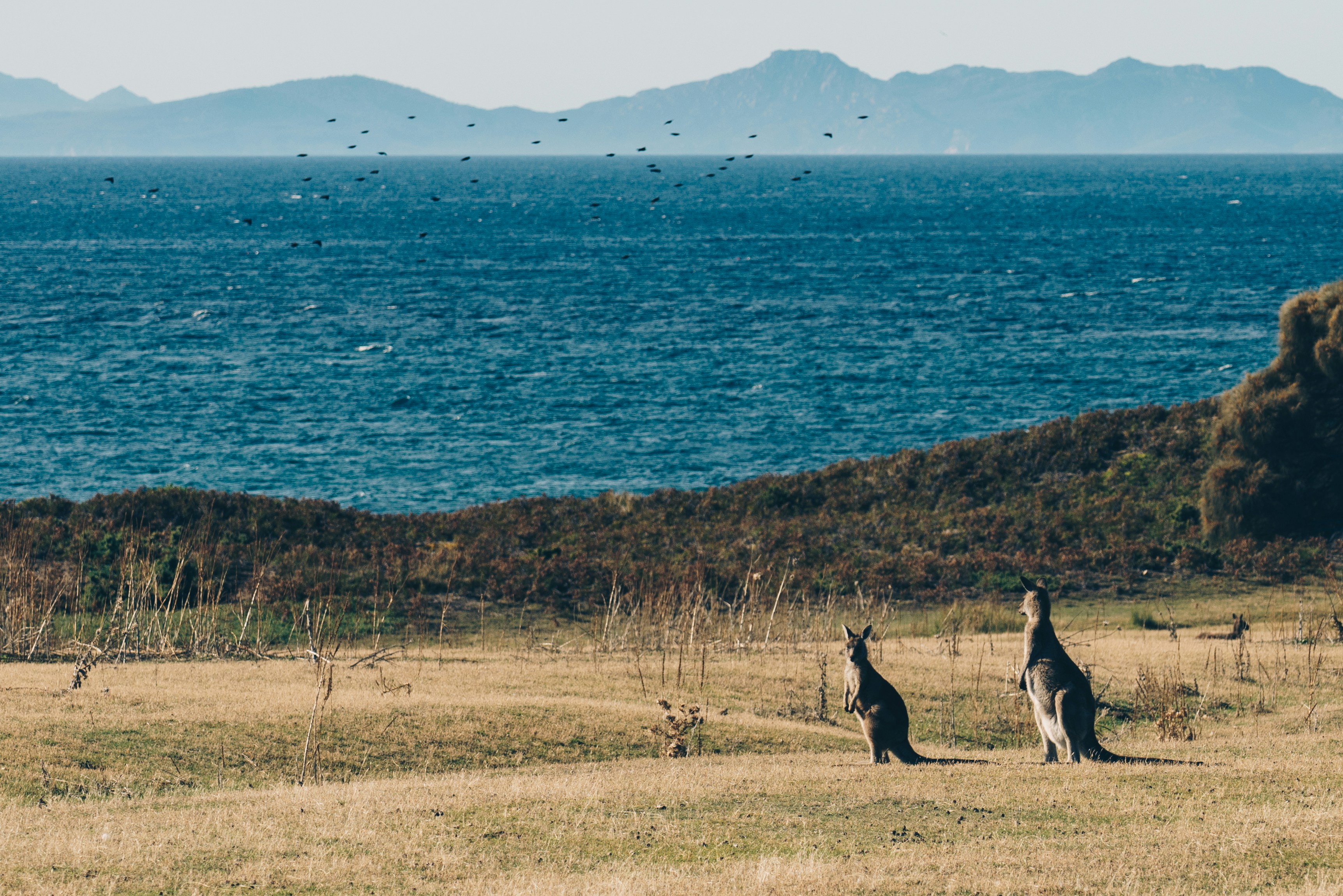 Kangaroo Island, Australia