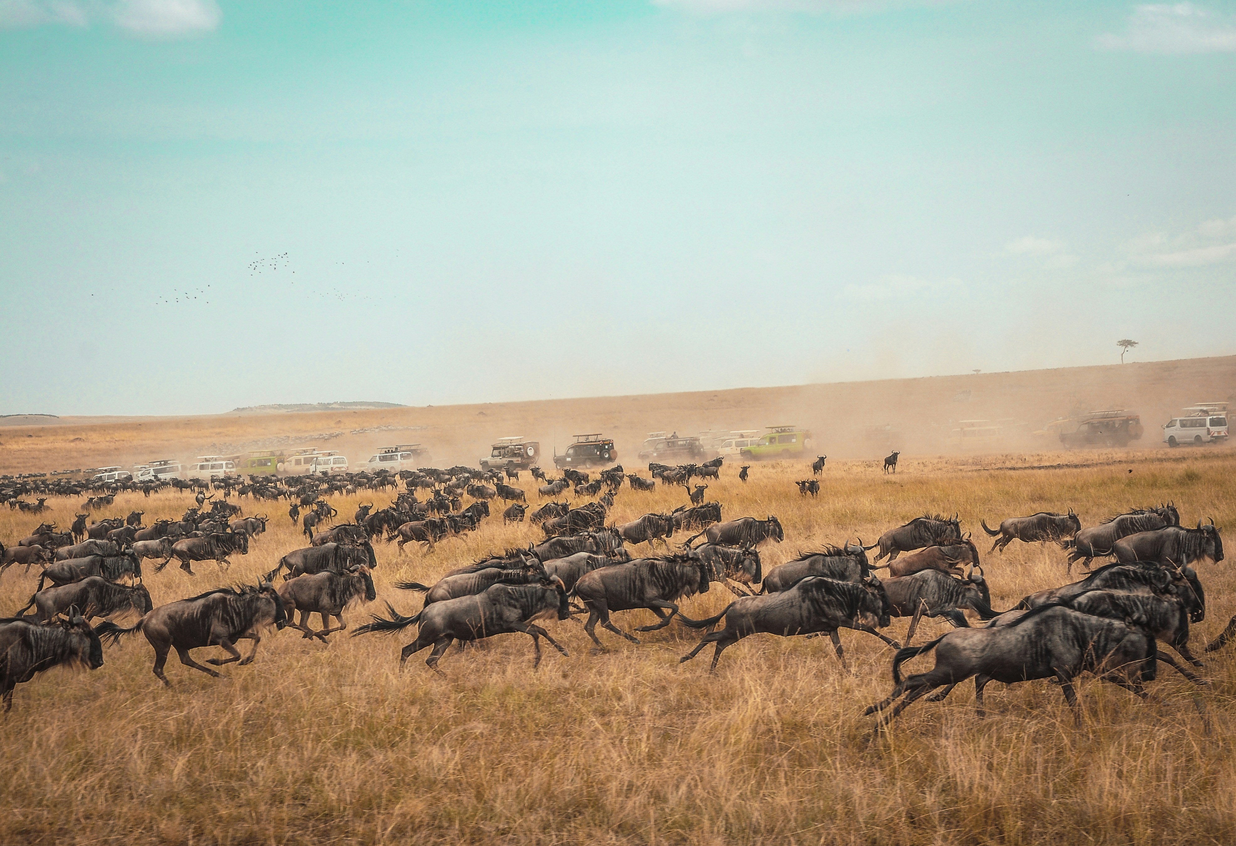 Masai Mara, Kenya