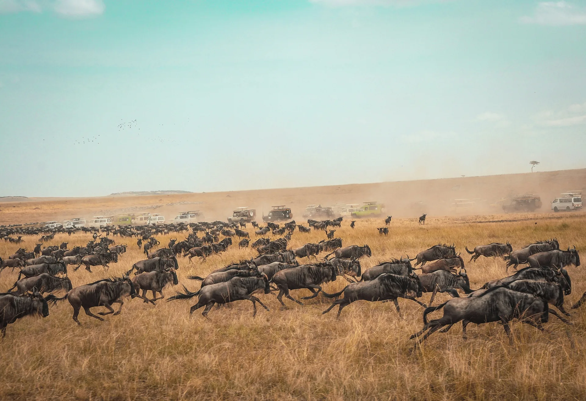 Masai Mara, Kenya