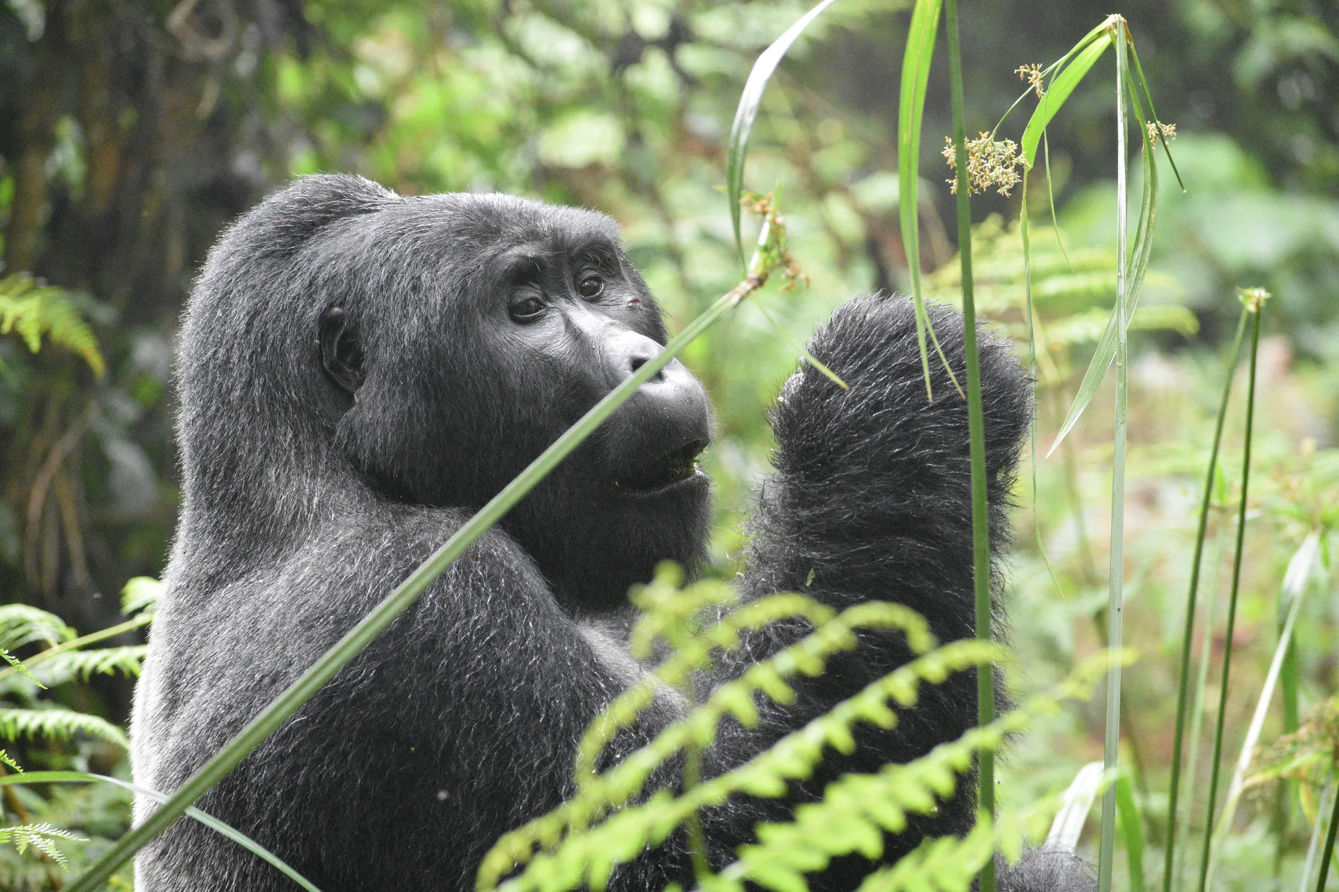 Volcanoes National Park, Rwanda